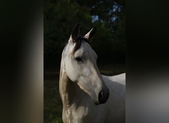 Speed Racking Horse, Mare, 5 years, 14,1 hh, Buckskin