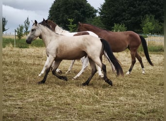 Speed Racking Horse, Mare, 5 years, 14,1 hh, Buckskin
