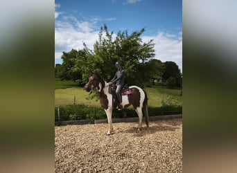 Speed Racking Horse, Mare, 5 years, 14,3 hh, Pinto