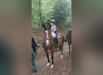 Speed Racking Horse, Mare, 6 years, 15 hh, Brown