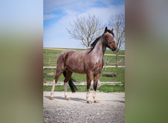 Speed Racking Horse, Mare, 9 years, 15,1 hh, Pinto