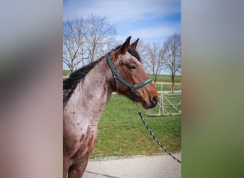 Speed Racking Horse, Mare, 9 years, 15,1 hh, Pinto