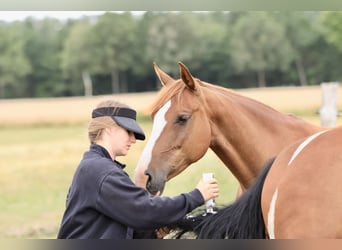 Speed Racking Horse, Merrie, 10 Jaar, 150 cm, Vos