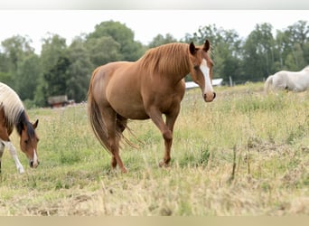 Speed Racking Horse, Merrie, 10 Jaar, 150 cm, Vos