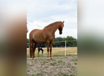 Speed Racking Horse, Merrie, 10 Jaar, 150 cm, Vos
