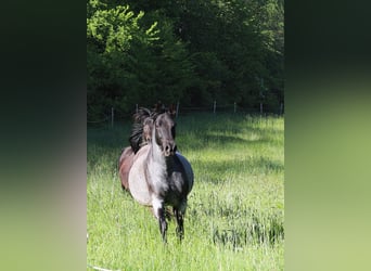Speed Racking Horse, Merrie, 13 Jaar, 158 cm, Roan-Blue