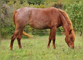 Speed Racking Horse, Merrie, 3 Jaar, 156 cm, Roan-Red