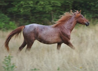 Speed Racking Horse, Merrie, 3 Jaar, 156 cm, Roan-Red