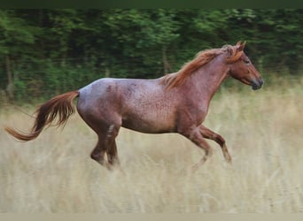 Speed Racking Horse, Merrie, 3 Jaar, 156 cm, Roan-Red