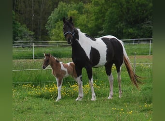 Speed Racking Horse, Merrie, 4 Jaar, 154 cm, Gevlekt-paard