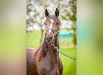 Speed Racking Horse, Merrie, 4 Jaar, 158 cm, Donkerbruin