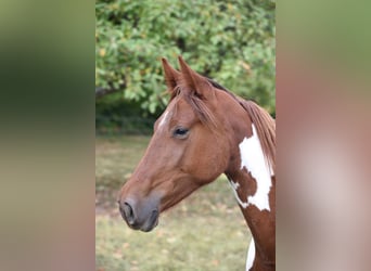 Speed Racking Horse, Merrie, 5 Jaar, 152 cm, Gevlekt-paard