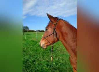 Speed Racking Horse, Merrie, 6 Jaar, 153 cm, Bruin