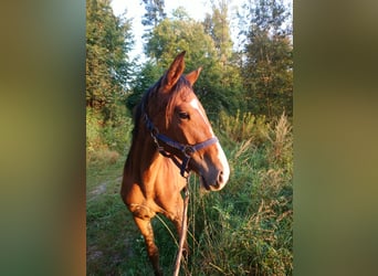 Speed Racking Horse, Merrie, 6 Jaar, 153 cm, Bruin