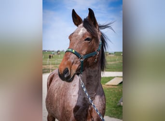 Speed Racking Horse, Merrie, 9 Jaar, 157 cm, Gevlekt-paard