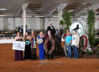 Speed Racking Horse, Ruin, 3 Jaar, 156 cm, Bruin