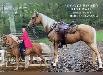 Speed Racking Horse, Ruin, 8 Jaar, 155 cm, Palomino