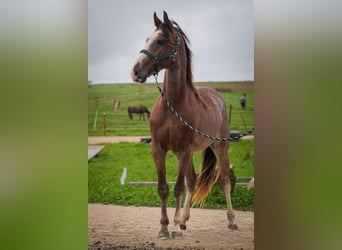 Speed Racking Horse, Stallion, 3 years, 15,2 hh, Sabino