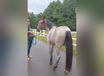 Speed Racking Horse, Stallion, 7 years, 15.1 hh, Buckskin Speed Racking Horse, Stallion, 7 years, 15.1 hh, Buckskin