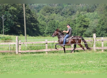 Speed Racking Horse, Stallion, 7 years, 15.1 hh, Buckskin Speed Racking Horse, Stallion, 7 years, 15.1 hh, Buckskin