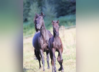 Speed Racking Horse, Stallion, 7 years, 15.1 hh, Buckskin Speed Racking Horse, Stallion, 7 years, 15.1 hh, Buckskin