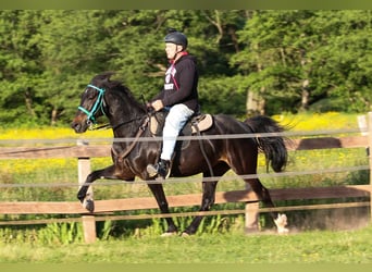 Speed Racking Horse, Stallion, 7 years, 15,1 hh, Buckskin