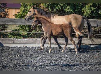 Speed Racking Horse, Stallion, Foal (01/2026), 15.1 hh