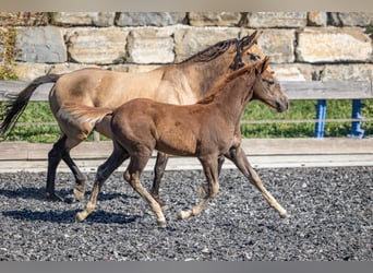 Speed Racking Horse, Stallion, Foal (01/2026), 15.1 hh