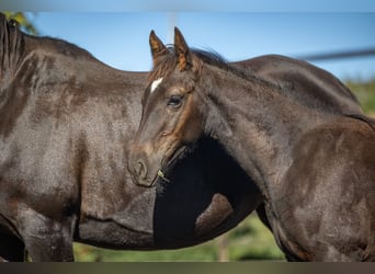 Speed Racking Horse, Stallion, Foal (05/2026), 15.2 hh, Black