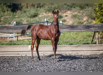 Speed Racking Horse, Stallion, Foal (05/2026), 15.2 hh, Brown