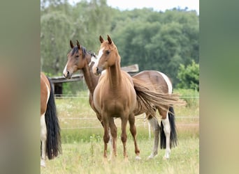 Speed Racking Horse, Stute, 10 Jahre, 150 cm, Fuchs