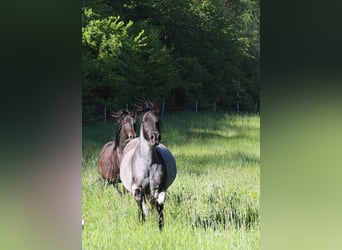 Speed Racking Horse, Stute, 13 Jahre, 158 cm, Roan-Blue
