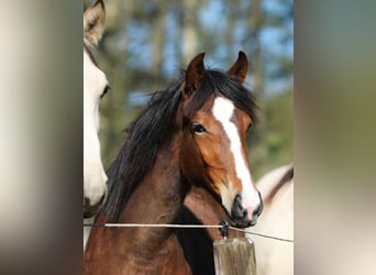 Speed Racking Horse, Stute, 1 Jahr, 154 cm, Brauner