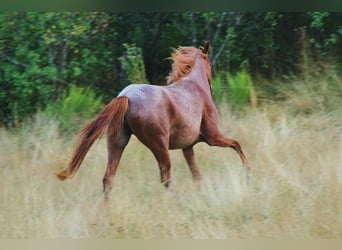 Speed Racking Horse, Stute, 3 Jahre, 156 cm, Roan-Red