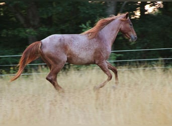 Speed Racking Horse, Stute, 3 Jahre, 156 cm, Roan-Red