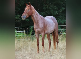 Speed Racking Horse, Stute, 3 Jahre, 156 cm, Roan-Red