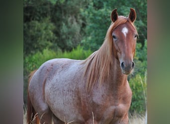 Speed Racking Horse, Stute, 3 Jahre, 156 cm, Roan-Red