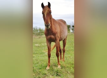 Speed Racking Horse, Stute, 3 Jahre, 158 cm, Roan-Red