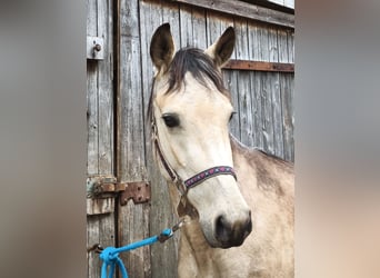 Speed Racking Horse, Stute, 5 Jahre, 145 cm, Buckskin