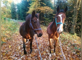 Speed Racking Horse, Stute, 6 Jahre, 153 cm, Brauner