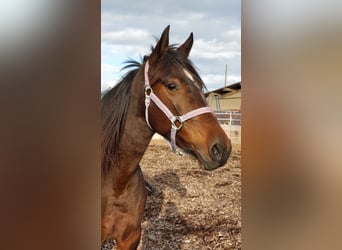 Speed Racking Horse, Stute, 8 Jahre, 156 cm, Dunkelbrauner