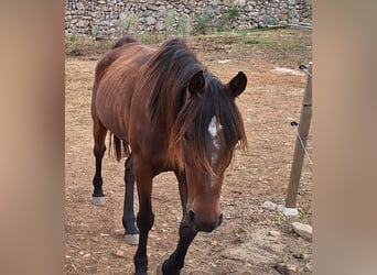 Speed Racking Horse, Stute, 8 Jahre, 156 cm, Dunkelbrauner