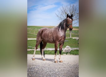 Speed Racking Horse, Stute, 9 Jahre, 157 cm, Schecke