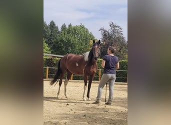 Speed Racking Horse, Wallach, 3 Jahre, 155 cm, Schecke
