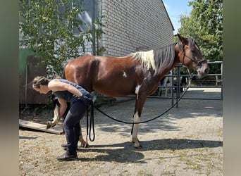 Speed Racking Horse, Wallach, 3 Jahre, 155 cm, Schecke