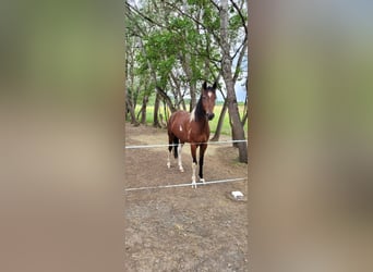 Speed Racking Horse, Wallach, 3 Jahre, 155 cm, Schecke
