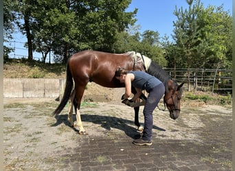 Speed Racking Horse, Wallach, 3 Jahre, 155 cm, Schecke