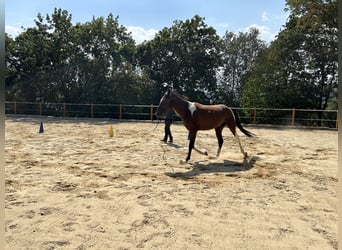 Speed Racking Horse, Wallach, 3 Jahre, 155 cm, Schecke