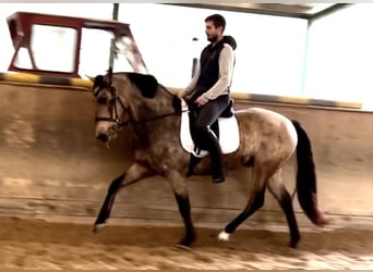 Sportivo Portoghese / Sportivo del Portogallo, Castrone, 10 Anni, 160 cm, Falbo