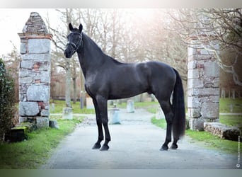 Sportivo Portoghese / Sportivo del Portogallo Mix, Castrone, 11 Anni, 166 cm, Morello